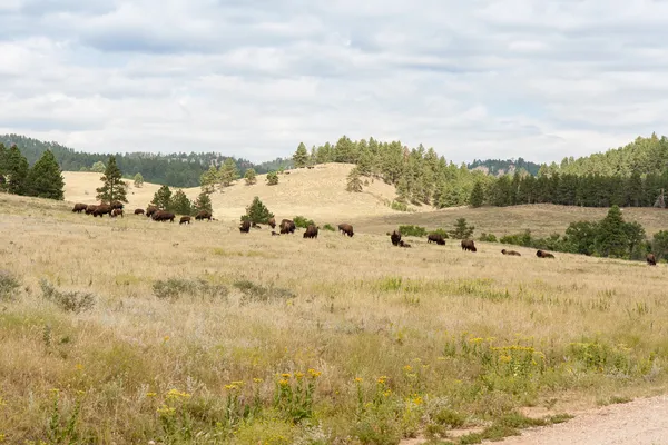 Buffalo Herd — Stock Photo, Image