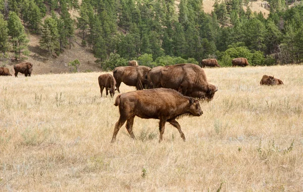 Families of Bison — Stock Photo, Image