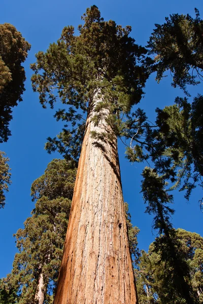 Sequoia gigante — Fotografia de Stock