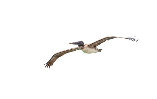 Brown Pelican on White — Stock Photo, Image