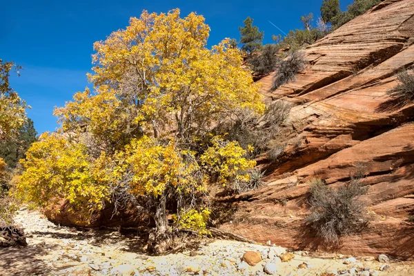 Albero giallo — Foto Stock