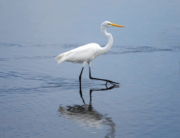Grande passeggiata Egret — Foto Stock