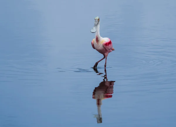 Spoonbill Modeling — Stock Photo, Image