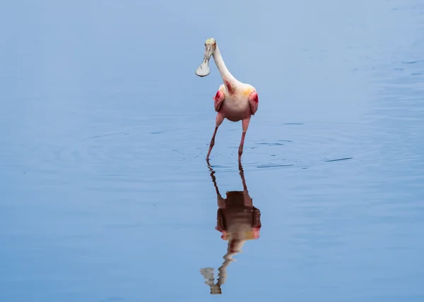 Löffler in Pose Stockbild