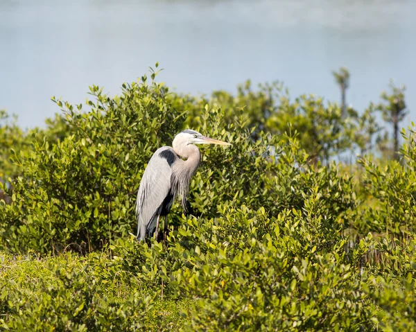 Blauwe reiger kijken aandachtig — Stockfoto