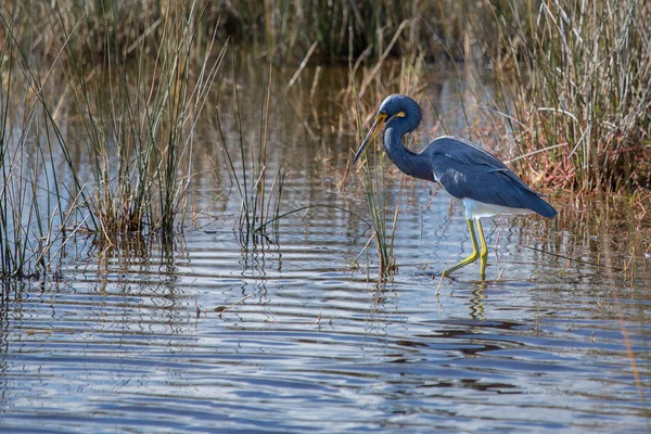 Tricolored Heron walking the Wetlands — Stock Photo, Image