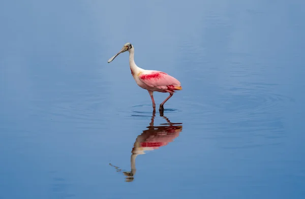 Skedstork på en promenad — Stockfoto