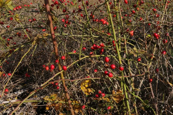 Wildrose Einem Kleinen Strauch Rote Beeren Herbstwald — Stockfoto