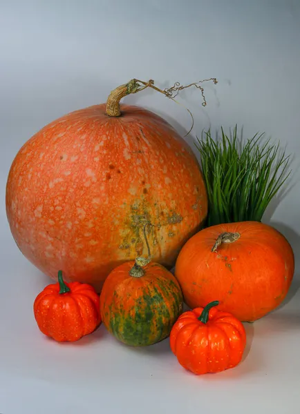 Большие Сочные Оранжевые Тыквы Изолированы Белом Фоне Осенний Натюрморт Плоды — стоковое фото