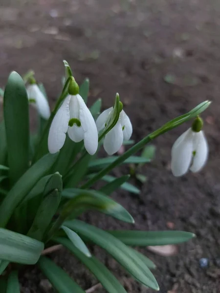Uma Bela Delicada Gota Neve Primeira Flor Primavera — Fotografia de Stock