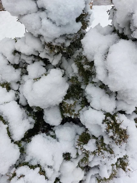 白雪覆盖的云杉枝条 春天的雪 — 图库照片