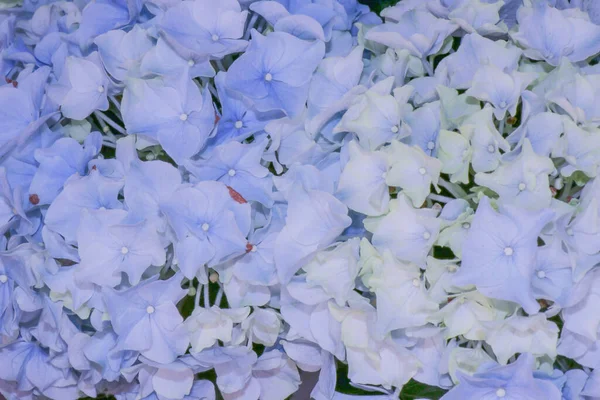 Güzel Mavi Beyaz Ortanca Siyah Bir Arka Planda Izole Edilmiş — Stok fotoğraf