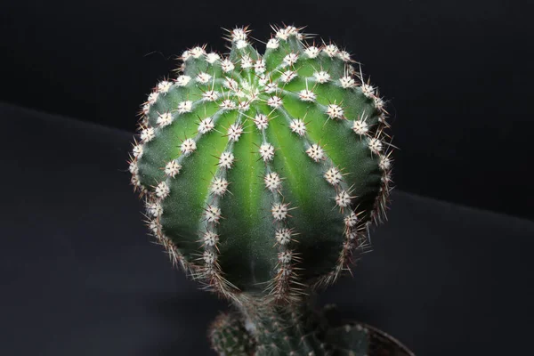Siyah arka planda izole edilmiş küçük yeşil bir kaktüs saksı bitkisinin üst görüntüsü