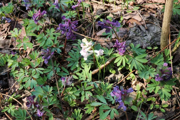 Bahar ormanı çiçekleri. Beyaz ve mor çiçekli Glades