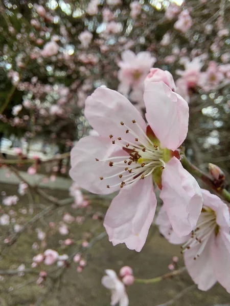 Cereja Branca Rosa Pêssego Damasco Ameixa Maçã Flor Pêra Flores — Fotografia de Stock