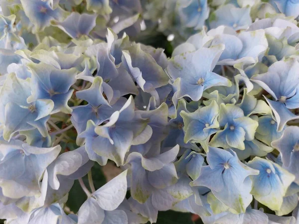 Piękna Niebiesko Biała Hortensja Odizolowana Czarnym Tle Roślina Doniczkowa — Zdjęcie stockowe