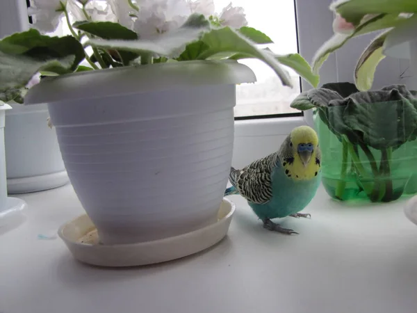 Papużka Ptak Jest Żółty Zielony Zwierzątko Mały Przyjacielu — Zdjęcie stockowe