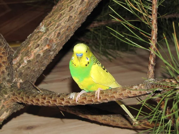 Παπαγάλος Πουλί Είναι Κίτρινο Και Πράσινο Ένα Κατοικίδιο Μικρέ Φίλε — Φωτογραφία Αρχείου