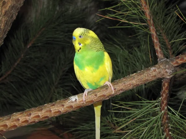Periquito Pájaro Amarillo Verde Una Mascota Pequeño Amigo —  Fotos de Stock
