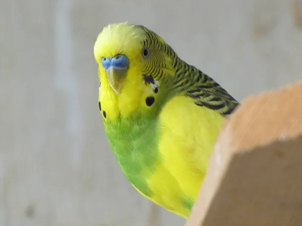 Papagáj Madár Sárga Zöld Egy Háziállat Kis Barátom — Stock Fotó