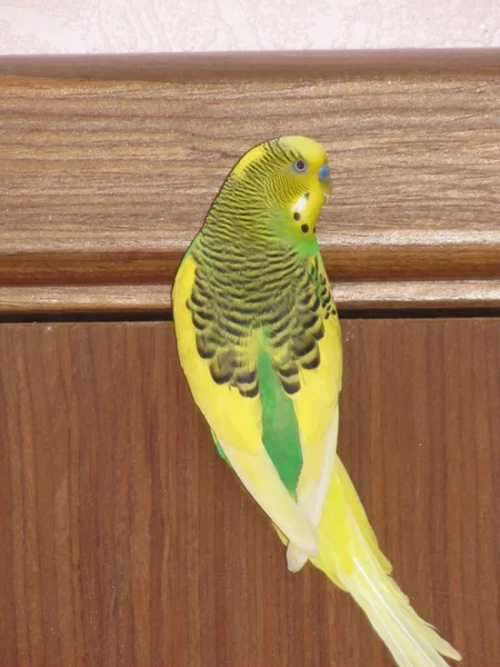 Budgie Pássaro Amarelo Verde Animal Estimação Amiguinho — Fotografia de Stock