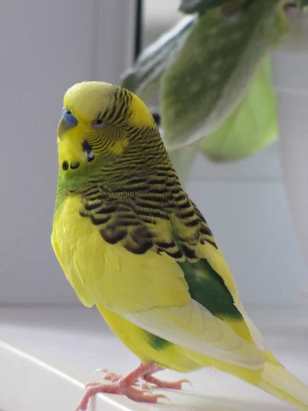 Budgie Pássaro Amarelo Verde Animal Estimação Amiguinho — Fotografia de Stock