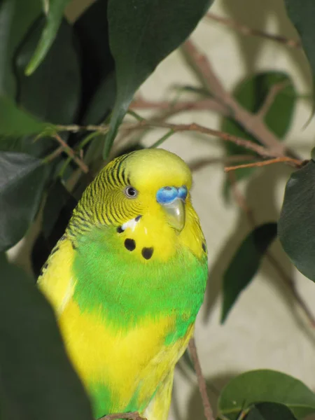 Pudík Pták Žlutý Zelený Zvíře Malý Příteli — Stock fotografie
