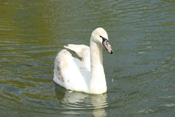 Beautiful White Swan Pond Large Graceful Waterfowl — Stock Photo, Image