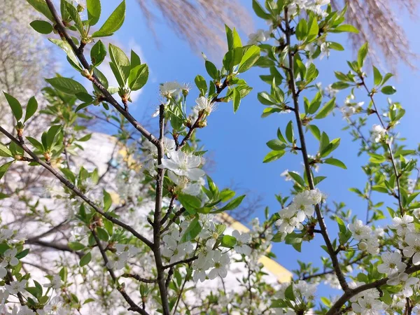 Bloomingtree Início Primavera Bela Vista Atrai Olho Humor Romântico Desejo — Fotografia de Stock