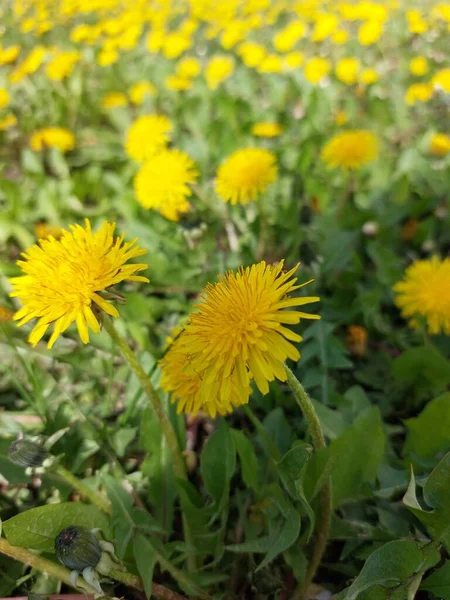 Păpădie Iarbă Verde Ora Primăvară Ziua Însorită — Fotografie, imagine de stoc