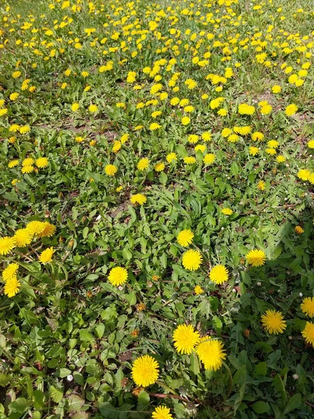 蒲公英在绿草中 春天的时候阳光灿烂 — 图库照片