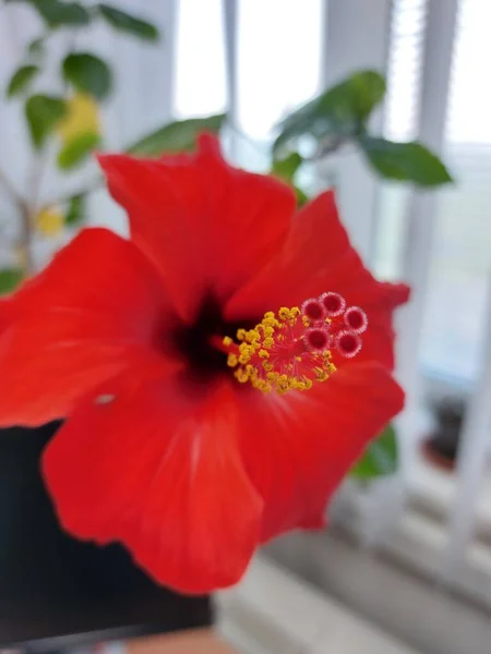 Hibisco Rojo Sobre Fondo Hojas Verdes Una Pequeña Inflorescencia Una —  Fotos de Stock