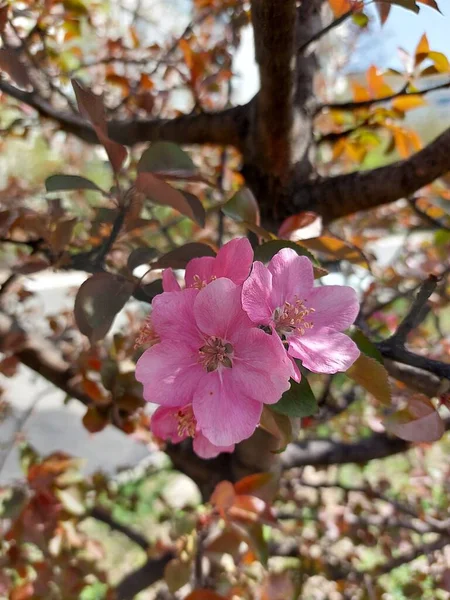 분홍색 복숭아 모양의 과일나무의 — 스톡 사진