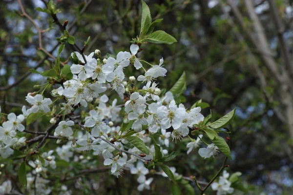 Branch Cherry Blossoms Green Leaves Little Beautiful Flowers — стоковое фото