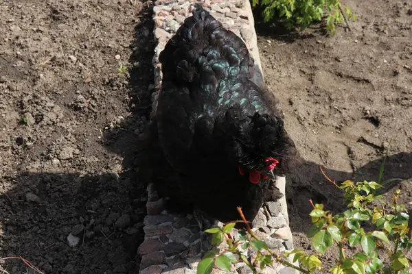 Big Black Chicken Beautiful Feathers Shimmering Sun — Fotografia de Stock