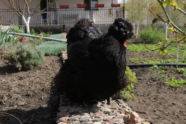 Big Black Chicken Beautiful Feathers Shimmering Sun — Fotografia de Stock