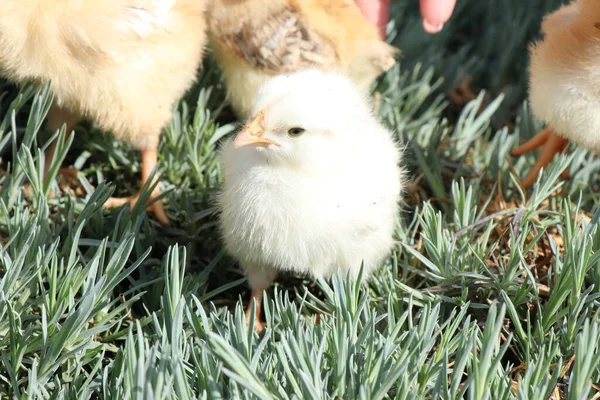 Poulets Rouges Blancs Sur Herbe Verte Par Une Journée Ensoleillée — Photo