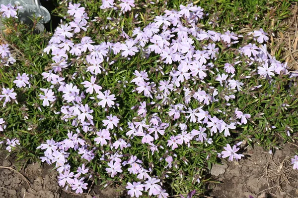 Fiori Rosa Erba Verde Primavera Viole Nell Aiuola Giornata Sole — Foto Stock