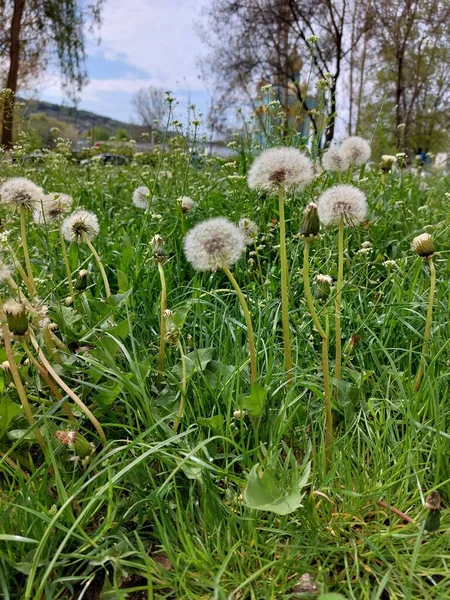 Uzun yeşil çimlerde küçük beyaz bir karahindiba.