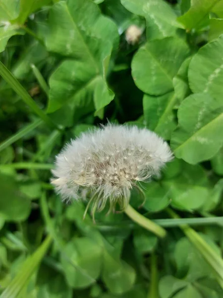 Small White Dandelion Tall Green Grass — Stock Photo, Image