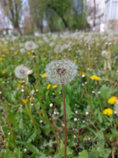 Small White Dandelion Tall Green Grass — Stock Photo, Image