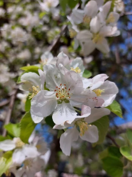 Árbol Floreciente Floración Primavera Flores Blancas Árbol Frutal Los Manzanos — Foto de Stock