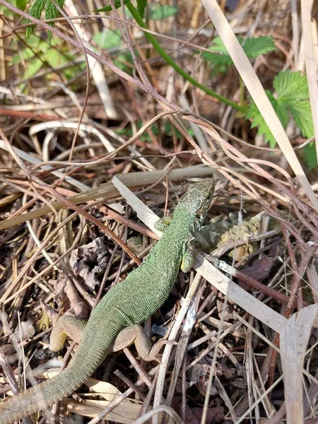 Eine Kleine Grüne Eidechse Auf Einem Felsen Sonnt Sich Der — Stockfoto