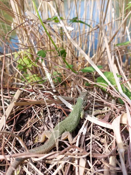 Eine Kleine Grüne Eidechse Auf Einem Felsen Sonnt Sich Der — Stockfoto