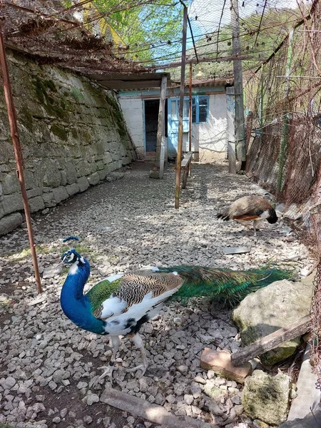 Hayvanat bahçesinde güzel bir tavus kuşu. Kuşhanede asil bir kuş. Güzel uzun tüyler
