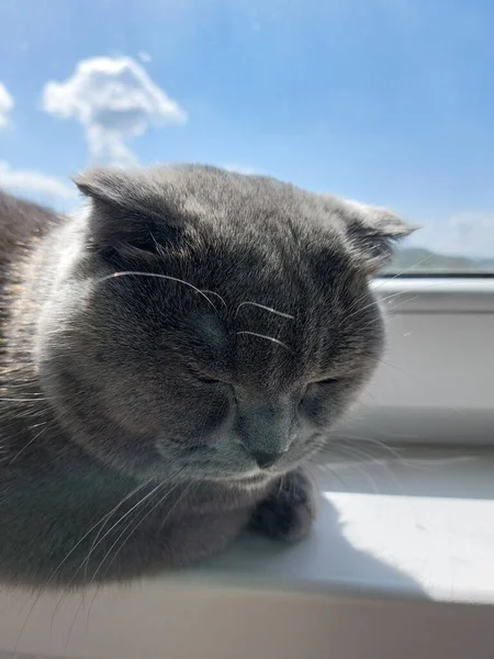 Gatto Stenografico Britannico Sdraiato Primo Piano Animale Domestico Occhi Grandi — Foto Stock