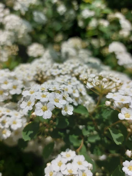 Kleine Weiße Blüten Großen Grünen Sträuchern Frühlingsblumen Zweige Mit Einer — Stockfoto