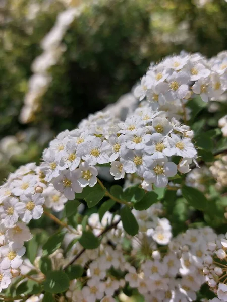 大きな緑の茂みに小さな白い花を咲かせます 春の花 多数の花序を持つ枝 — ストック写真