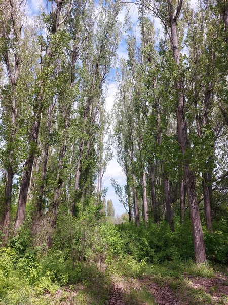 Mavi Gökyüzüne Karşı Uzun Yeşil Kavak Büyük Ağaçları Olan Küçük — Stok fotoğraf