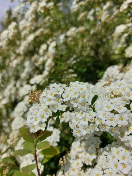 Kleine Weiße Blüten Großen Grünen Sträuchern Frühlingsblumen Zweige Mit Einer — Stockfoto